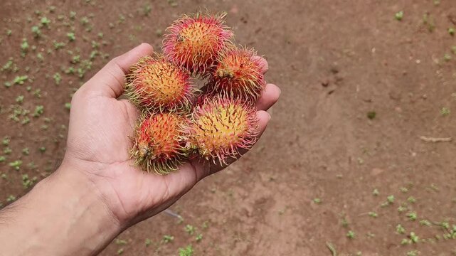 Person hand holding isolated organic farm fresh rambutan fruit with blurry soil background and copy space. Close up side view.
