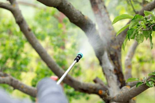 Close-up of a garden sprayer misting a tree branch outdoors, highlighting plant care, gardening, and pest control in a lush green environment.