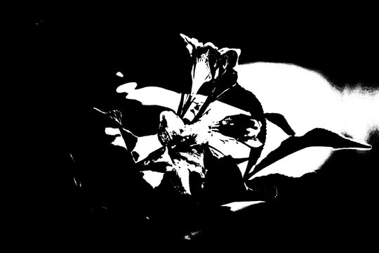Abstrakte florale Silhouette in Schwarz-Wei&szlig;, k&uuml;nstlerische Bl&uuml;te mit starkem Kontrast im Linolschnitt-Stil