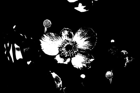 Abstrakte Blumen-Silhouette in starkem Schwarz-Wei&szlig;-Kontrast, minimalistische Grafik