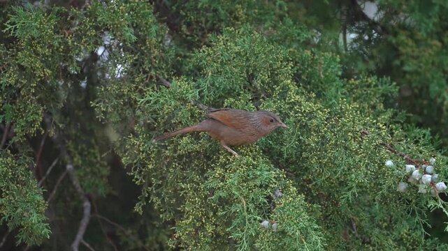 Streaked Laughingthrush Perched on Himalayan Juniper Branch in Uttarakhand, India