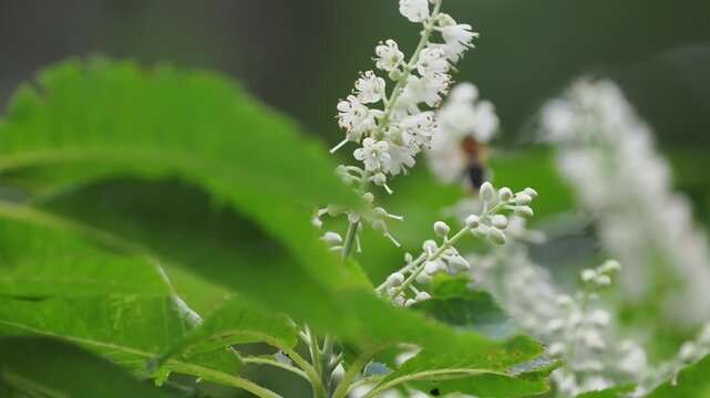風に揺れる白い花。夏の山林を彩る鮮やかな白い花のリョウブのある景色。自然風景素材。