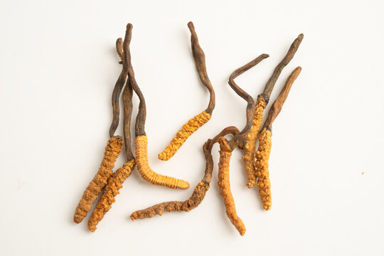 Cordyceps or Ophiocordyceps sinensis mushroom herb is fungus for used as medicine on white background.