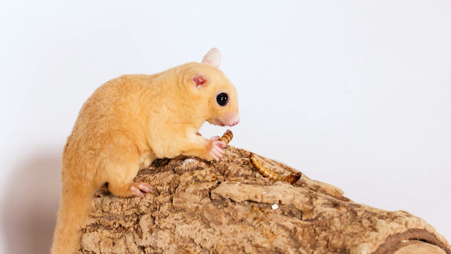 Leucistic Sugar Glider Eating a Mealworm on a Textured Log