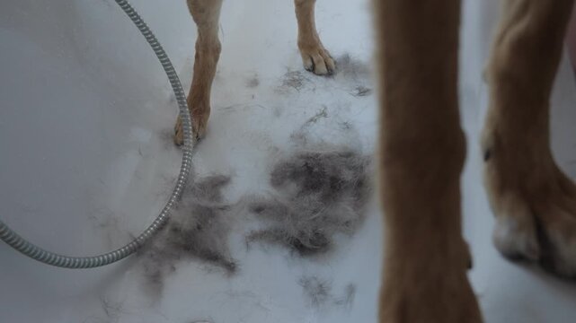 A dog stands in a bathtub after a bath while its owner gently brushes out loose undercoat