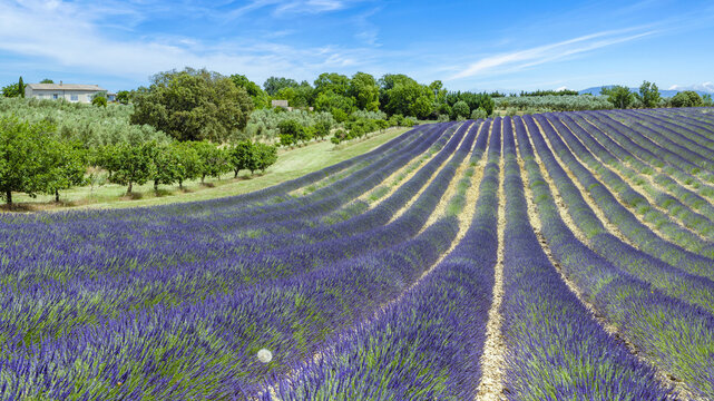 Champ de lavande au printemps dans le sud de la France