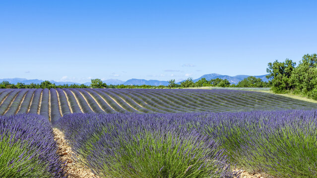 Champ de lavande au printemps dans le sud de la France
