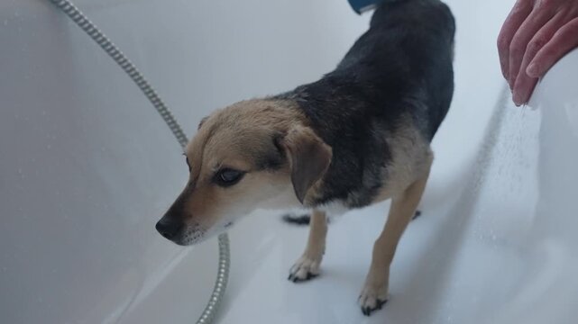 A dog stands in a bathtub after a bath while its owner gently brushes out loose undercoat