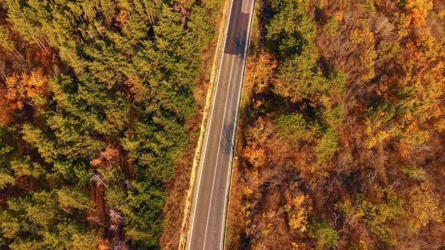 Drone view of straight road dividing green and golden forest. Topdown perspective of narrow asphalt lane separating evergreen pines from autumn deciduous trees.