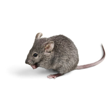 Gray mouse rodent isolated on transparent background