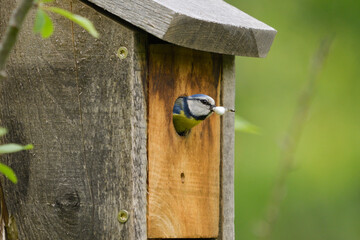 Close-up of a common blue tit emerging from a nest box containing its chicks' droppings © roberto