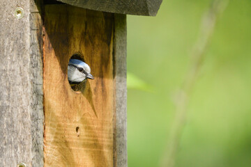 Close-up of a common blue tit emerging from a nest box © roberto