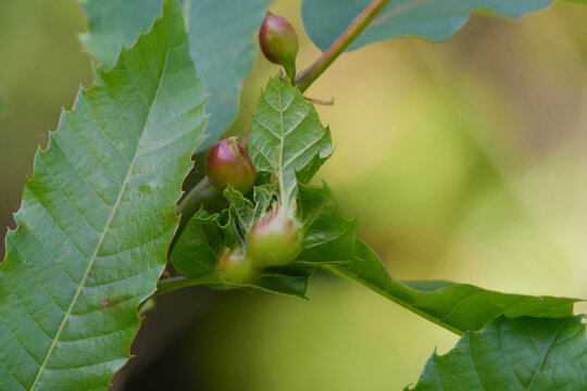 Close-up of chestnut galls formed by the Dryocosmus kuriphilus wasp