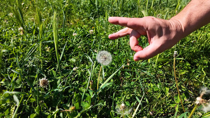 Caucasian Man Flicking a Dandelion Seed Head in a Green Meadow © blueringmedia
