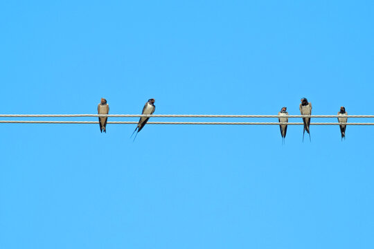 Hirundo rustica - Barn Swallows gathering on overhead wires, Barn swallows perched on electric wire against clear blue sky, A group of little birds on electric cable line, The Martins, Saw-wings or Hi