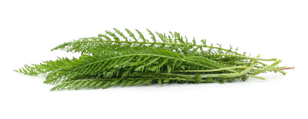 Green yarrow leaves isolated on a white background. © voren1