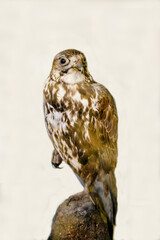 Altai falcon sitting on a stone on a white background. Birds, ornithology, ecology. © Victor1153