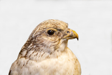 A gyrfalcon with a sharp beak on a white background. Birds, ornithology, ecology. © Victor1153