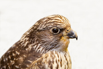 A gyrfalcon with a sharp beak on a white background. Birds, ornithology, ecology. © Victor1153