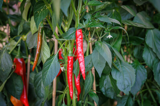 Red chili peppers grow on plants in a garden under sunlight during summer in a vegetable patch