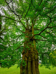 Obraz premium Ancient ginkgo biloba tree in Chateau de Gromesnil park