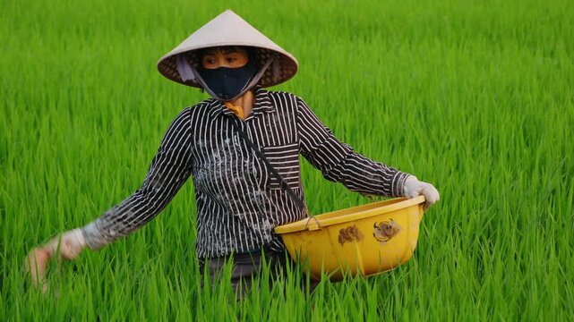 Vietnamese farmer spread fertilizers in a rice paddy field in vietnam