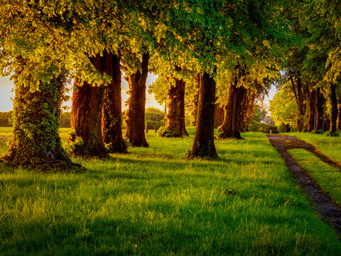 Pathway winding through trees at golden hour, Chateau de Gromesnil