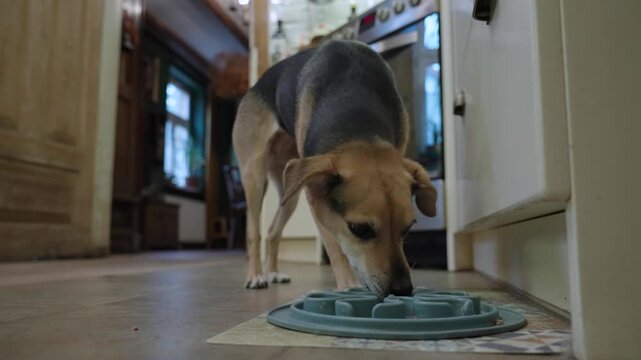 Small pet dog eagerly eats her breakfast from a plate on the floor