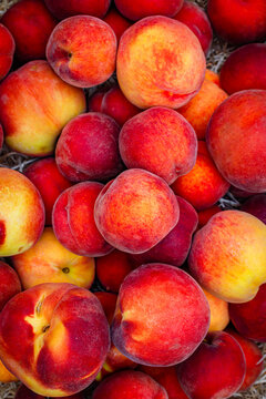 Fresh peaches gathered in a basket during summer season at a local farm market in the countryside