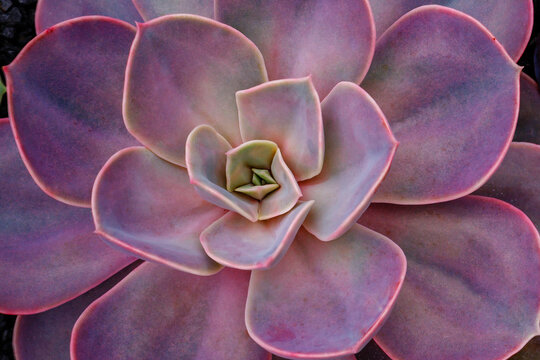 Succulent plant grows in a garden showing smooth leaves in shades of purple and green during daylight hours