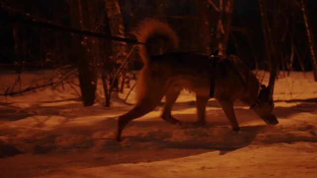 A dog being walked on a snowy street of a suburban area at night