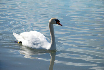 Fototapeta premium White swan swimming on calm blue water with a clear reflection and gentle ripples. Peaceful wildlife scene featuring a mute swan floating across lake Balaton, Hunagry. Elegant water bird.