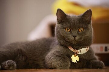 cat on the floor © Sheni