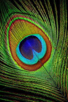 Close look at a peacock feather showing bright colors and patterns in a creative display of nature found in tropical areas