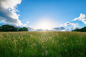 Fototapeta premium Summer sunset over a field of tall grass. Farmland and country life image. British farming and agriculture image. Beautiful landscape. 