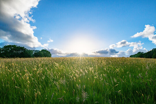 Summer sunset over a field of tall grass. Farmland and country life image. British farming and agriculture image. Beautiful landscape. 