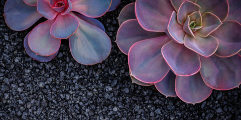 Obraz premium Succulent plants growing on dark gravel in a garden setting during daytime with soft light