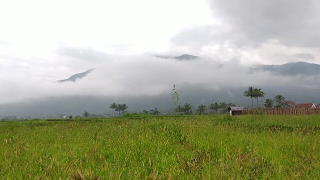 a view of the grass in a corner of Garut city