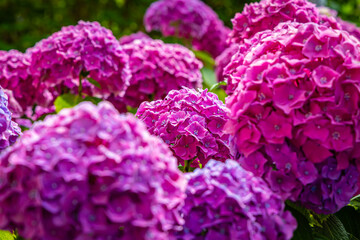 Obraz premium Hydrangea flowers bloom in vibrant shades of purple and pink during a sunny day in springtime