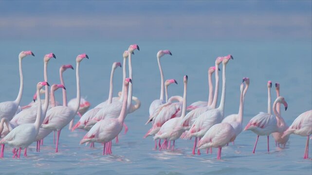 Greater Flamingo Flock Displaying and Spreading Wings in Shallow Turquoise Coastal Lagoon