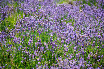 Obraz premium Lavender field with purple flowers swaying in the breeze under sunlight during summer season in a rural area