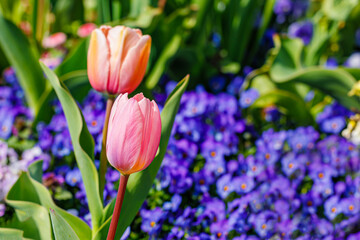Fototapeta premium Colorful tulips bloom in a garden filled with vibrant flowers during springtime sunlight
