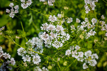 Fototapeta premium White flowers bloom in a garden filled with green plants during the spring afternoon