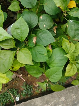 Vibrant ornamental shrub with striking deep purple to burgundy lance-shaped leaves, dense foliage growing outdoors, popular colorful foliage plant for tropical gardens and landscaping
