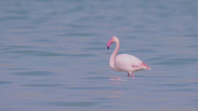 Solitary Greater Flamingo Walking Alone Through Calm Shallow Water in Soft Hazy Light