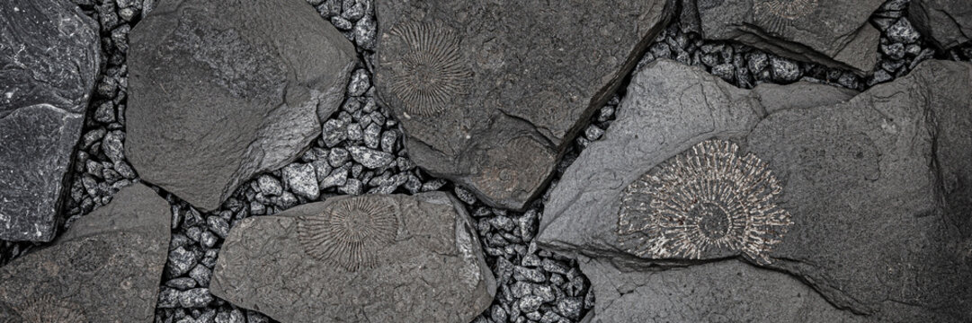 Fossils and stones on a rocky surface found in a natural setting during daylight hours