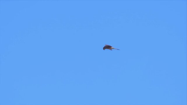 Lesser Kestrel Flying Against Clear Blue Sky with Wings Outstretched in Hunting Flight