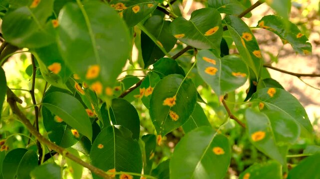 Yellow spots on pear leaves. Selective focus.