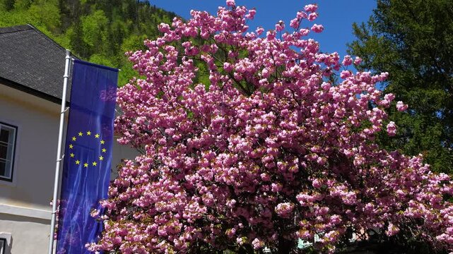 EU Flag with Spring Flowers. Pink Flowering Tree Alpine Background