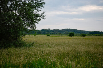 Fototapeta premium Summer Meadow Landscape in Gieraszowice, Poland
